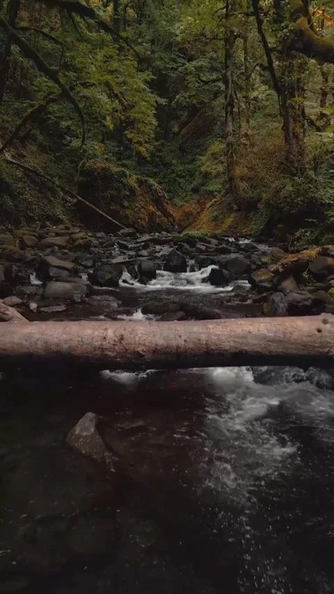 Mountain river in the forest Stock Footage 274335595
