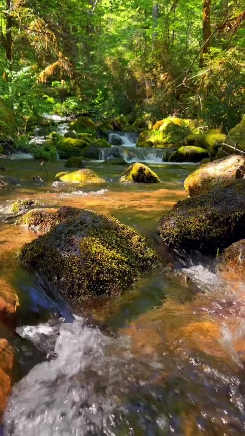 Mountain river in the forest Stock Footage 274867337