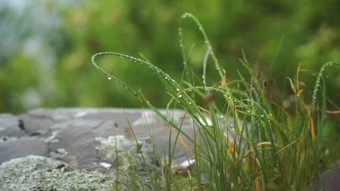 Mountain river in forest. Forest river. Thresholds on mountain river. Moss on Stock Footage 315425173