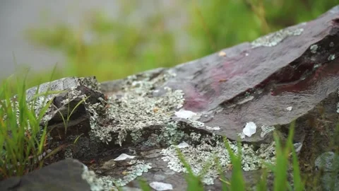 Mountain river in forest. Forest river. Thresholds on mountain river. Moss on Stock Footage 315425199