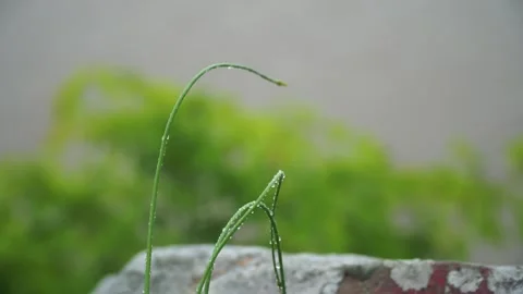 Mountain river in forest. Forest river. Thresholds on mountain river. Moss on Stock Footage 315425255