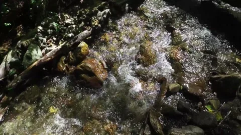 A mountain river in the forest. Hike along the ecological trail in the mountains Vídeos de archivo 170090183
