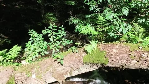 A mountain river in the forest. Hike along the ecological trail in the mountains Stock Footage 188259583