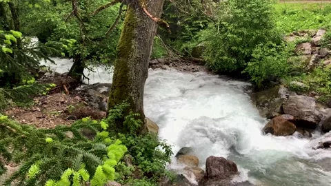 Mountain river in the forest. Landscape and nature of the North Caucasus Stock Footage 157726604