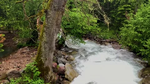 Mountain river in the forest. Landscape and nature of the North Caucasus Stock Footage 157726909