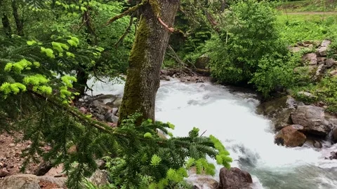 Mountain river in the forest. Landscape and nature of the North Caucasus Stock Footage 157726930
