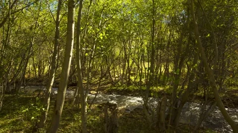 Mountain river in the forest. Landscape and nature of the North Caucasus Stock Footage 158458677