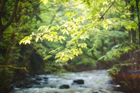 Mountain river with forest landscape. Tranquil waterfall scenery in the middl Stock Photos