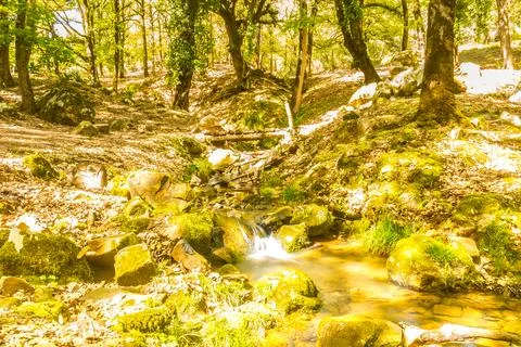 Mountain river in the forest. Mountain river in the forest. Stock Photos