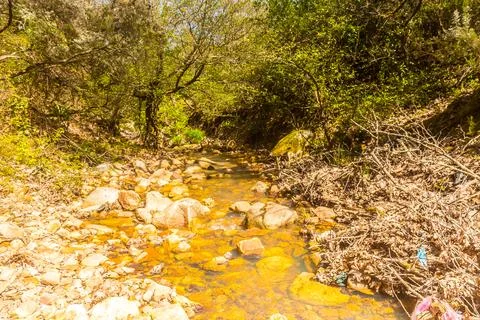 Mountain river in the forest. Mountain river in the forest, Tunisian Landsc.. Foto stock