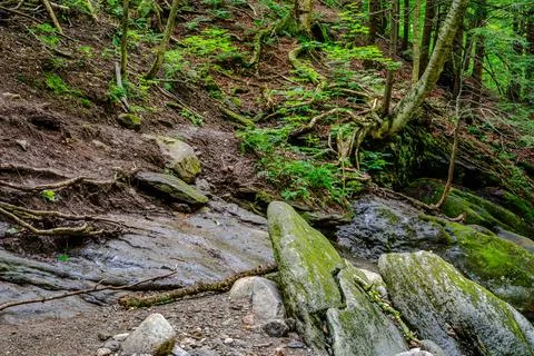 Mountain river in the forest Stock Photos