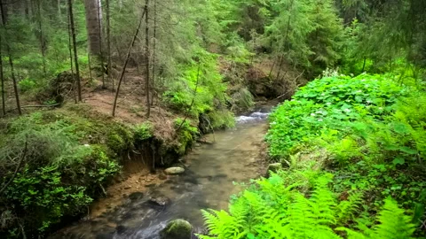 Mountain river in forest, real time, zoom in. ProRes 422 HQ. Stock Footage 233343051