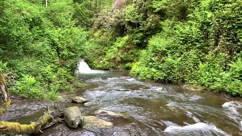Mountain river in the forest in summer Stock Footage 150665146