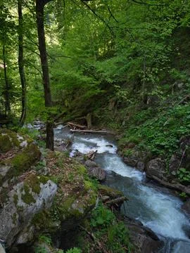 Mountain river in the forest at summer Stock Photos