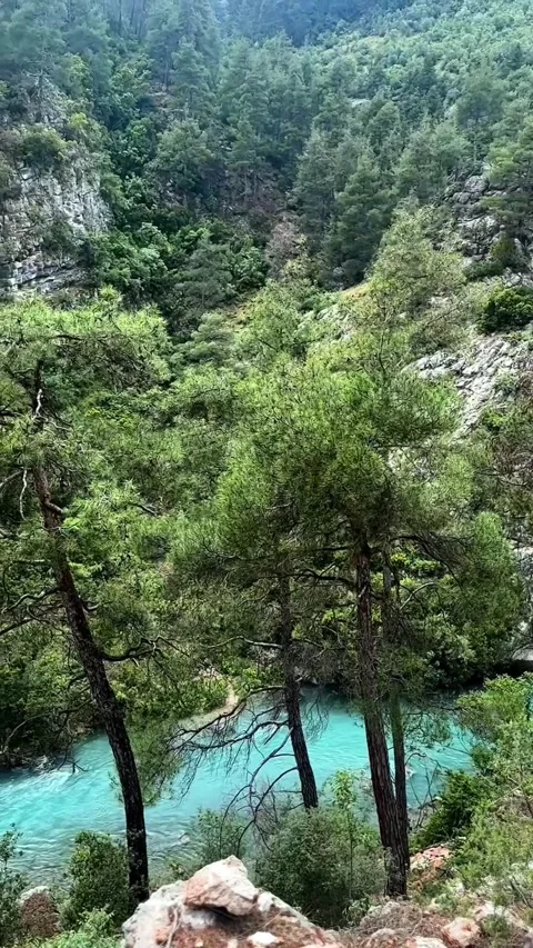 Mountain River in a Forested Canyon Stock Footage 305659418