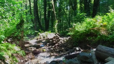 A mountain river forms a waterfall in the forest. Hike along the ecological Stock Footage 142722726