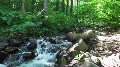 A mountain river forms a waterfall in the forest. Hike along the ecological Stock Footage 160538162