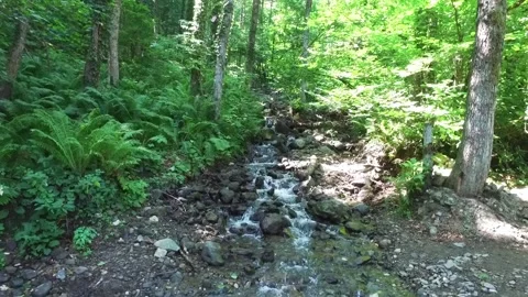 A mountain river forms a waterfall in the forest. Hike along the ecological Stock Footage 161600698