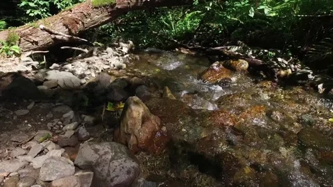 A mountain river forms a waterfall in the forest. Hike along the ecological Stock Footage 169434510