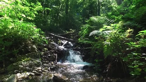 A mountain river forms a waterfall in the forest. Hike along the ecological Stock Footage 170090135