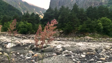 Mountain river in the gorge of the North Caucasus Stock Footage 157732843