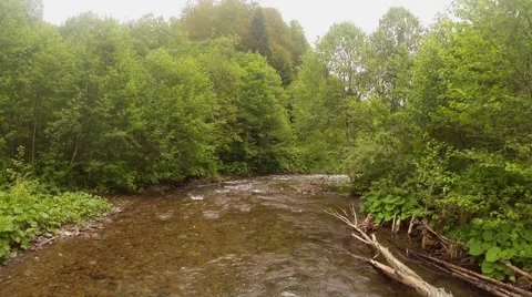 Mountain river in the green forest Stock Footage 40532431