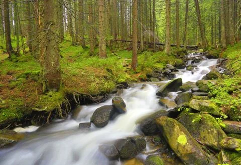Mountain river in green forest Foto stock