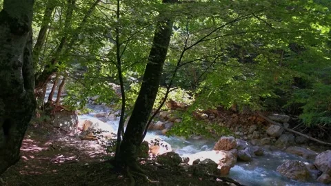Mountain river green forest in summer. Stock-Footage 161026079