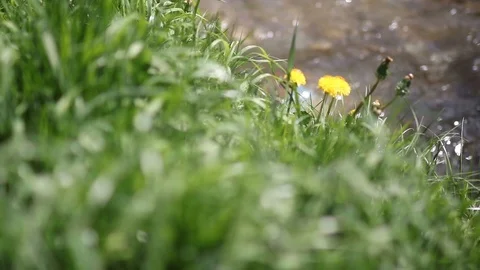 Mountain River Landscape of Nature, Stream, Creek, Brook, Dandelion Flowers Stock Footage 90371768