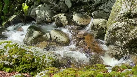 Mountain river in Les Cévennes Stock Footage 345361022