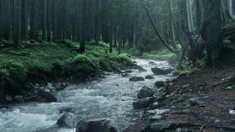 Mountain river with low rapids flows inside mysterious forest. Aerial. Stock Footage 136221742