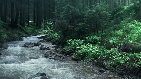 Mountain river with low rapids flows inside mysterious forest. Aerial. Stock Footage 136221837