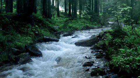 Mountain river with low rapids flows inside mysterious forest. Aerial. Stock-Footage 136222114
