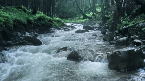 Mountain river with low rapids flows inside mysterious forest. Aerial. Vidéo 136222125