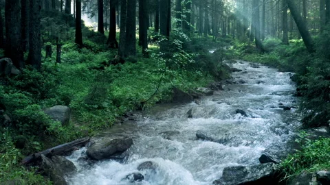 Mountain river with low rapids flows inside mysterious forest. Aerial. Stock Footage 136222395