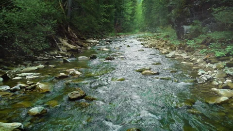 Mountain river with low rapids flows inside mysterious forest. Aerial. Stock Footage 200207089