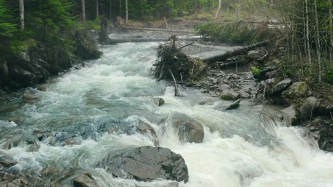 Mountain river with low rapids flows inside mysterious forest. Aerial. Stock Footage 200214736