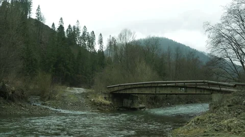 The Mountain River in a Lush Coniferous Forest 12 Stock Footage 61293047