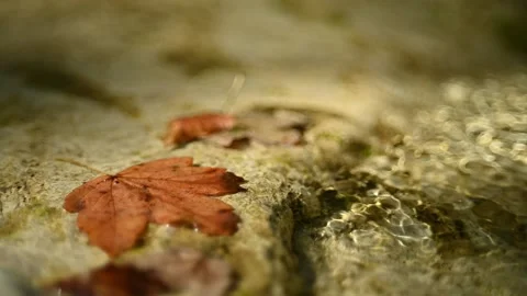 Mountain river with maple leaf on a rock and in summer (slow motion, bokeh) Stock-Footage 211756958