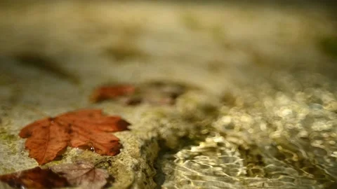 Mountain river with maple leaf on a rock and in summer (slow motion, bokeh) Stock-Footage 211757015