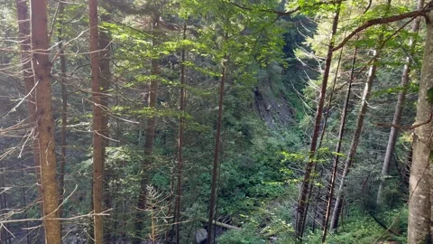 A mountain river in the middle of the forest Stock Footage 250205595