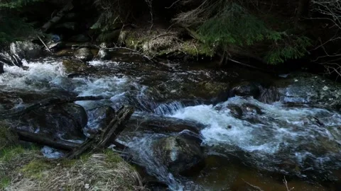 Mountain river in the midst of a spruce forest 스톡 동영상 263141653