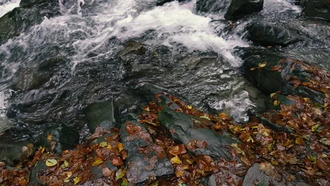 Mountain river. The mountain river flows in the autumn season. Carpathians. U Stock Footage 150714507