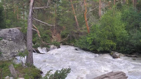A mountain river with muddy water flows among the forest and stones Video stock 261533337