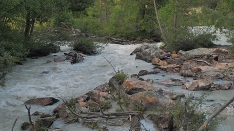 A mountain river with muddy water flows among the forest and stones Video stock 261533623