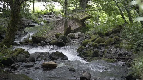 Mountain river n the Caucasus mountains surrounded by many pine trees and shrubs 스톡 동영상 115301468