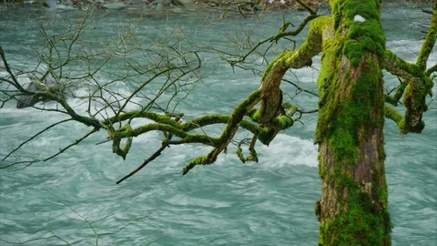 Mountain river, old tree with moss Stock Footage 84973517