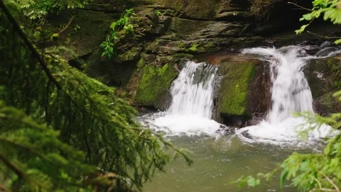Mountain river or stream with a small waterfall. Spruce branches in the Stock Footage