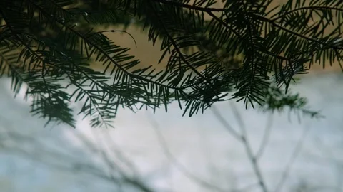 Mountain river out of focus, spruce branches in the foreground. The water is Stock-Footage 278867799
