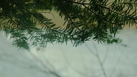 Mountain river out of focus, spruce branches in the foreground. The water is Stock Footage 278867833
